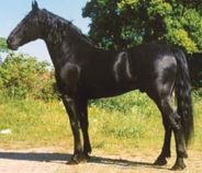 Cavallo Murgese
