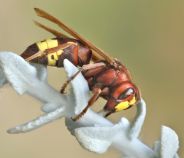Vespa orientalis