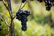 strada del vino