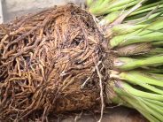 potatura delle radici