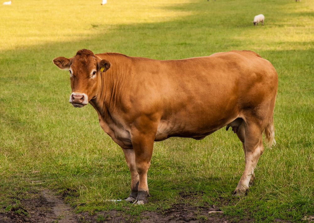 mucca di razza Limousine